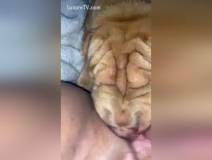 Submissive woman and dog in a zoophilia video