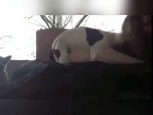 Woman and her dog: a shocking bestiality video