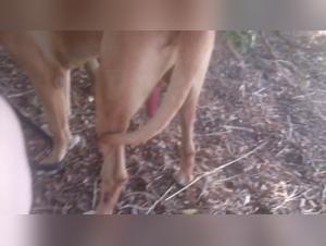 Milly baise chien Farm Amateur 01