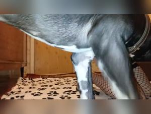 Angelina lets loose with her zoophilia: doggy sex and sexy prostitute