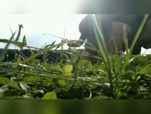 Libertine and beastly encounter with a dog