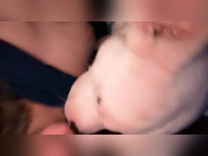 Dog-woman sex video: a one-of-a-kind bestial experience