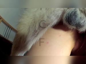 Bestiality: A Woman and a Wolf