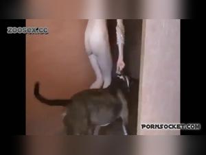 Extreme Bestiality Video Collection