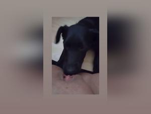 Restricted Bestiality Content