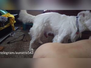 Puta y Perro - Episodio 1