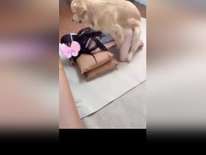 Untamed Mexican Canine Desires