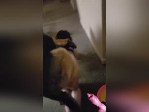 animal erotic experience