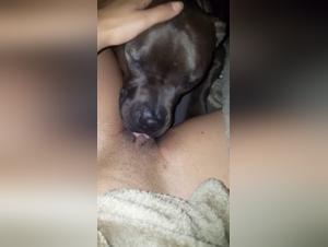 Bestiality Sex Video: Pitbull vs Pussy