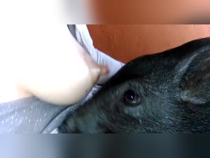 Untamed Flavors Unleashed