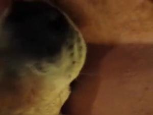 Bestiality sex videos with dogs and women