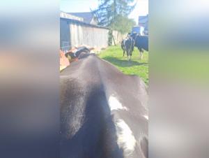 Unveiling the Forbidden