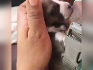 Woman breastfeeding a puppy: a scene of forbidden zoophilia