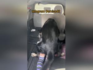 baise sauvage : chien et pute dans le camion