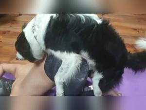 porno animali: baise chien femme, dog cumming