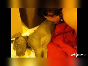 épouse essai chien suce