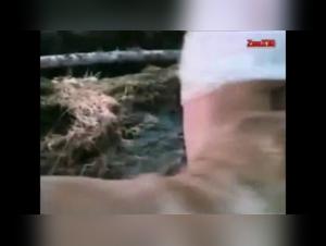 Bestiality sex video: woman and dog