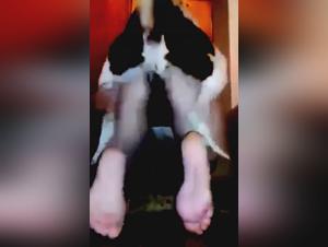 PMV Music Video of Bestiality - A Forbidden Experience