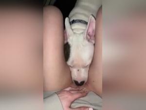 Sex with dogs: hard and extreme videos