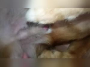 Reactions 103/144 : Salope baise chien vidéo