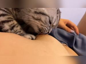 félin fervent : douceurs nippes lactantes