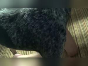 Ethical Dilemmas of Zoofilia Content