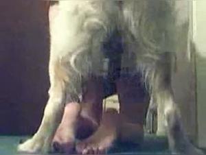 dog fucking madness: girl's wild sex with her canine