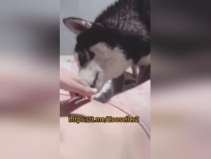 Neuer Hund-Video Sex