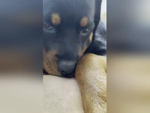 Intimate Video with a Dog