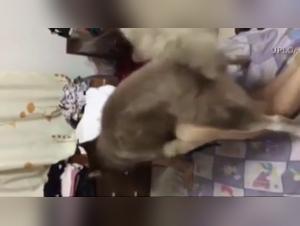 Woman and Dog - A Forbidden Encounter