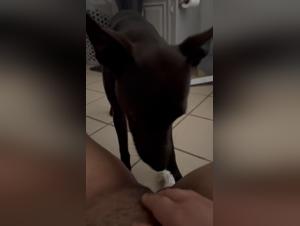 video bestialite bbw wife