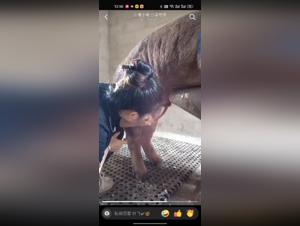 Asian and pig: a video of extreme zoophilia