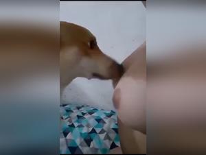 Best Animal Sex Videos on ZTube org