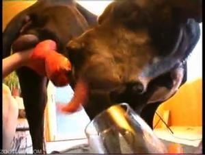 Brunette Girls Fuck Trained Dog - Dirty Fun