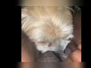 Bestial encounter: a woman and her dog