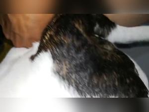 animal porn compilation