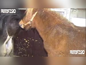 An Intimate Meeting with a Four-Legged Friend