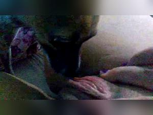 Isolated Woman Enjoying Canine Zoophilia - Adult Dog Licking Action