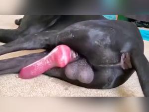 dog sex frenzy