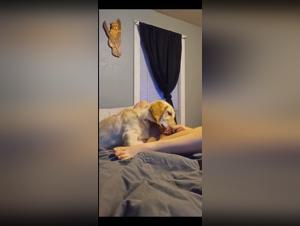 mon chien baise eine frau, dog pornography
