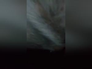 Bestiality Video: An Extreme Experience