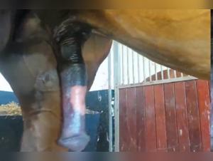 Bestial encounter in the park