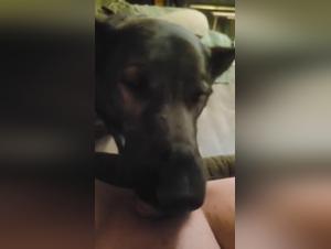 GSD licking teen pussy, filthy lust