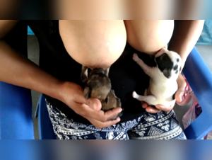 Breastfeeding of dogs by a woman with huge breasts