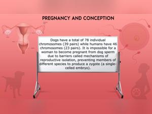 Women and dogs: a beastly experience