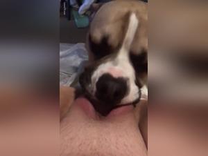 Chien baise une meuf Hardcore