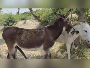 Forbidden Meeting: Woman and Horse