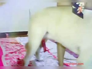 Exotic Asian Bestial Pleasures