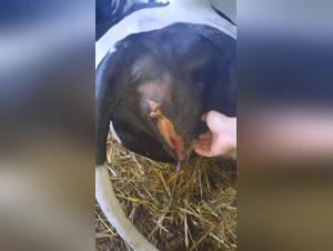 Bestiality: a woman and a dog