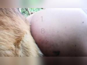 Lina and her insatiable appetite for canine sex